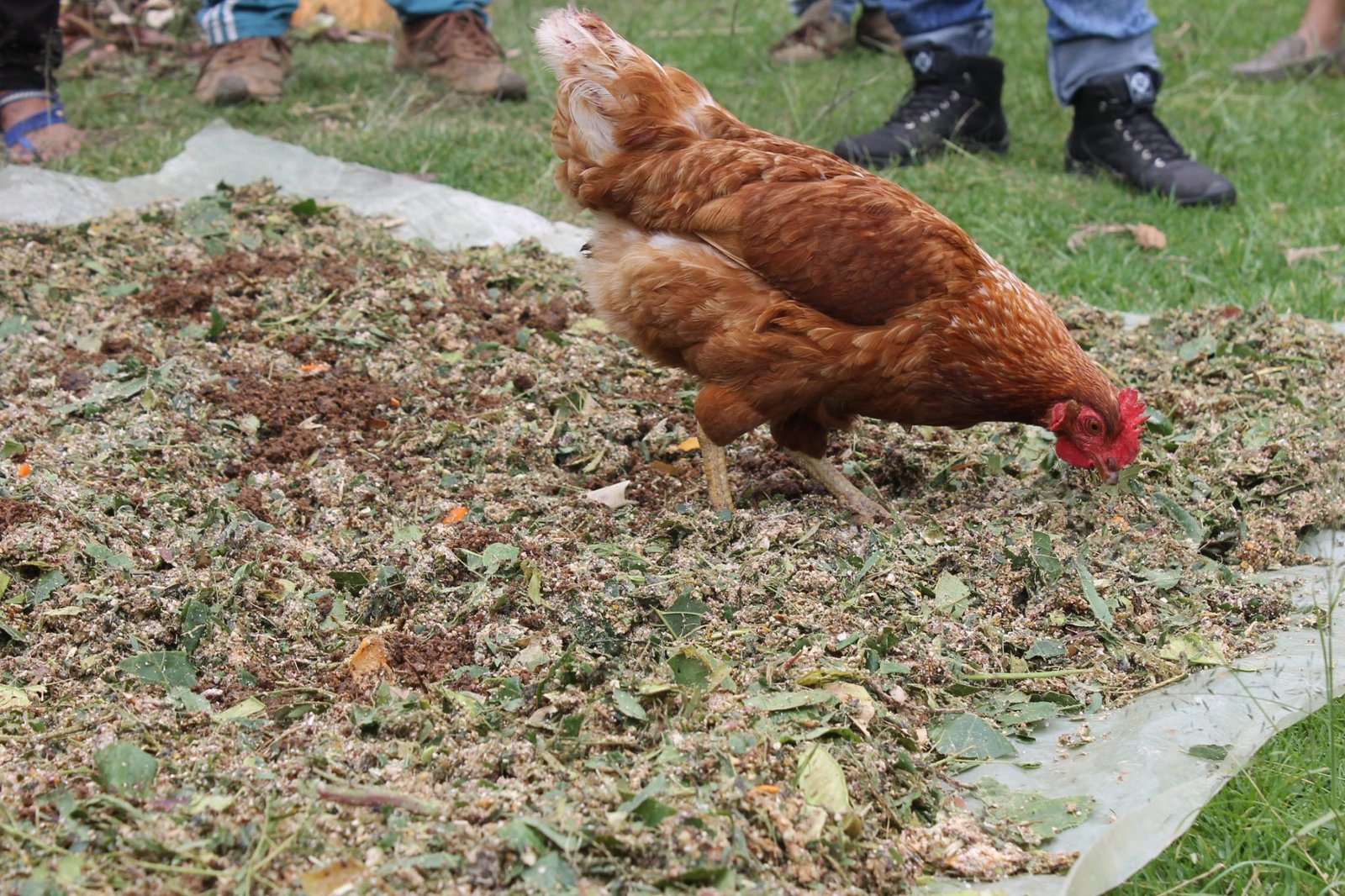 Gallina criolla alimentándose en un campo