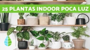 plantas de interior ideales para poca luz